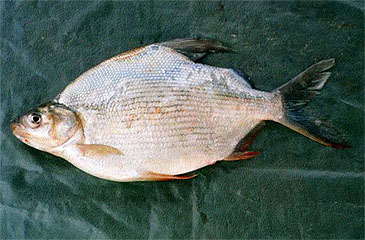 Record photograph for Citharinus latus